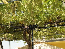Wilder Wein spendet Ihnen angenehmen Schatten